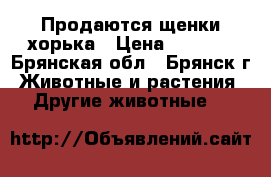 Продаются щенки хорька › Цена ­ 3 000 - Брянская обл., Брянск г. Животные и растения » Другие животные   